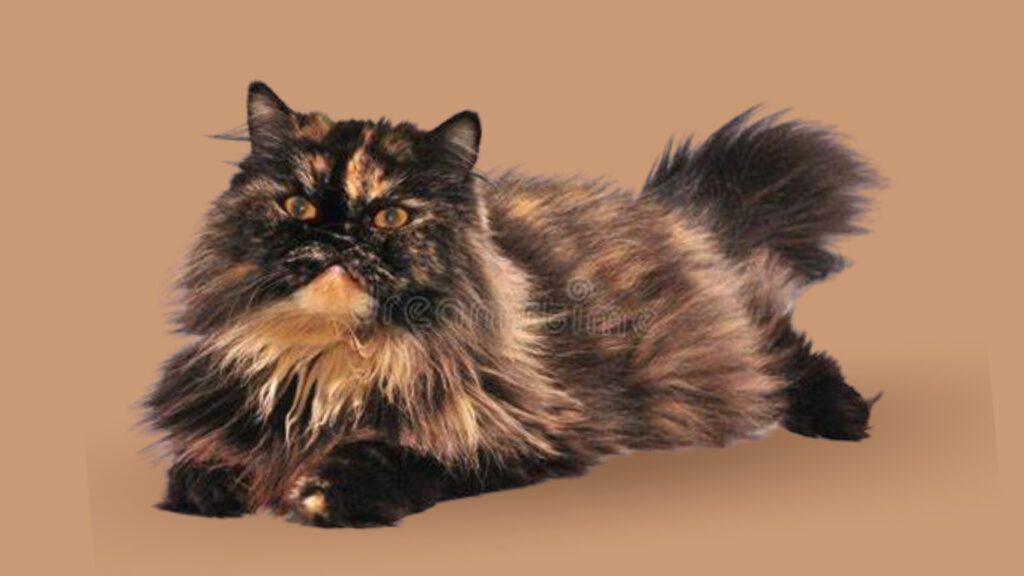 The Curious and Inquisitive Nature of Tortoiseshell Persian Cats