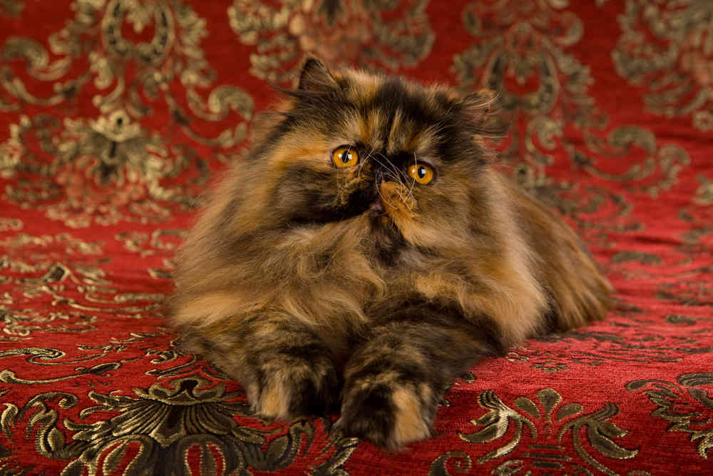 The Curious and Inquisitive Nature of Tortoiseshell Persian Cats