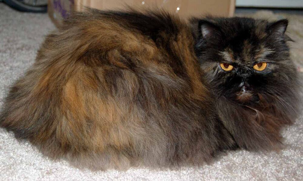 The Curious and Inquisitive Nature of Tortoiseshell Persian Cats