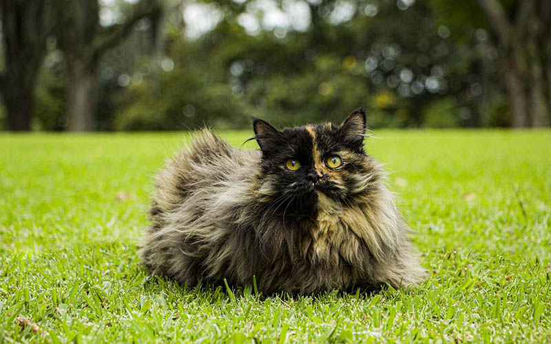 The Curious and Inquisitive Nature of Tortoiseshell Persian Cats