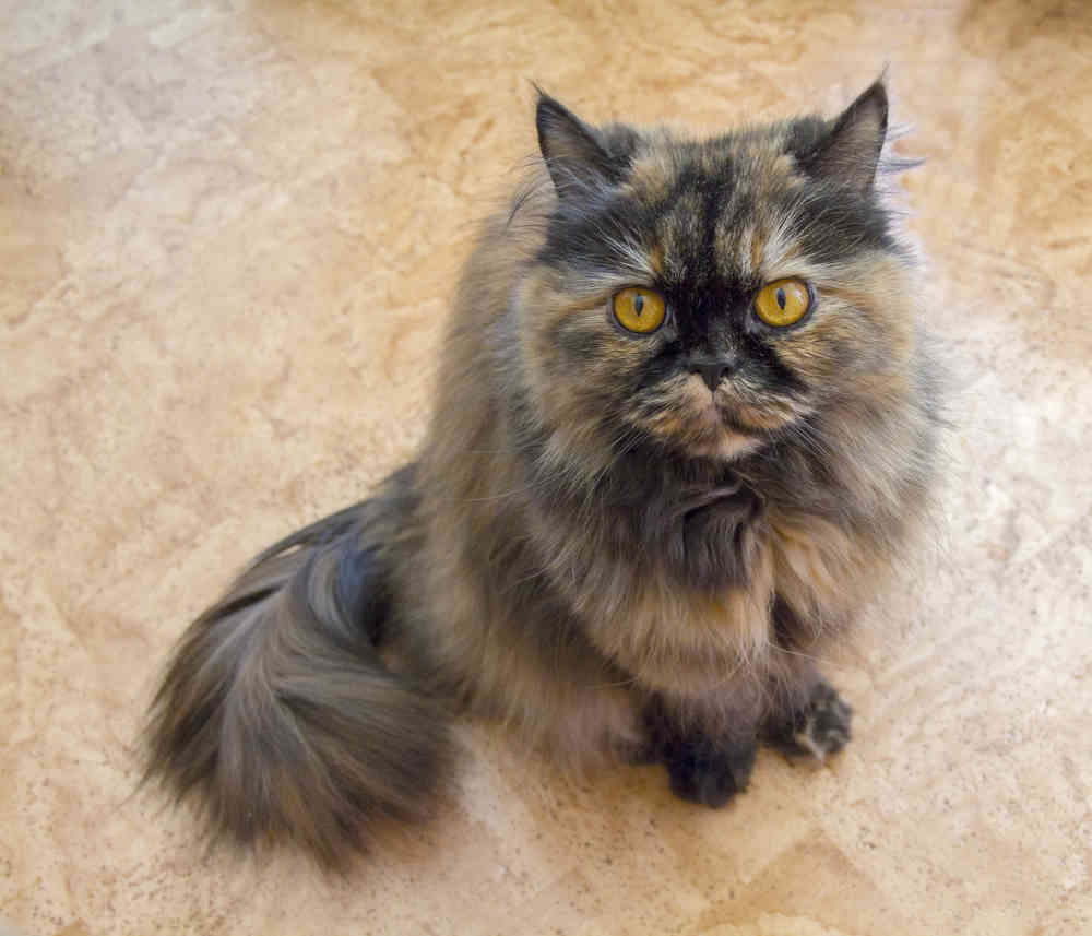 The Curious and Inquisitive Nature of Tortoiseshell Persian Cats