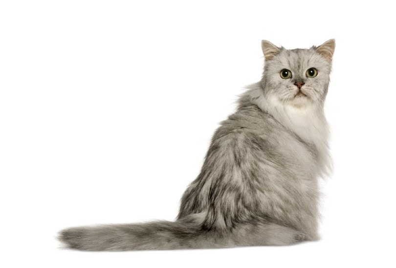 The Elegance and Grace of Silver Persian Cats