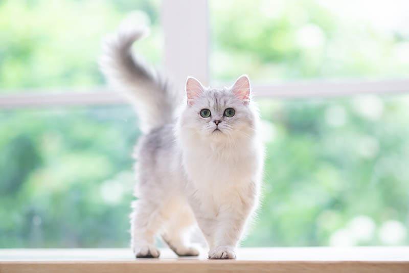 The Elegance and Grace of Silver Persian Cats