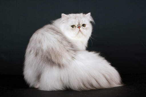 The Elegance and Grace of Silver Persian Cats