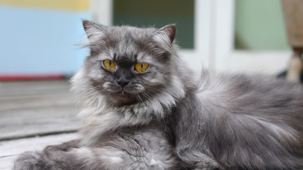 The Elegant and Sophisticated Personality of Blue Persian Cats