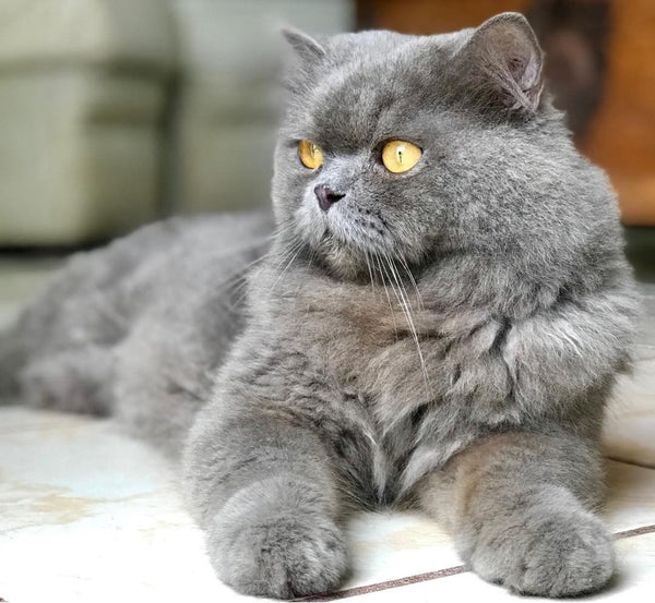 The Elegant and Sophisticated Personality of Blue Persian Cats