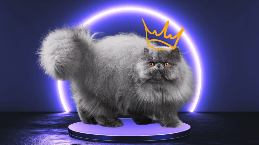 The Elegant and Sophisticated Personality of Blue Persian Cats