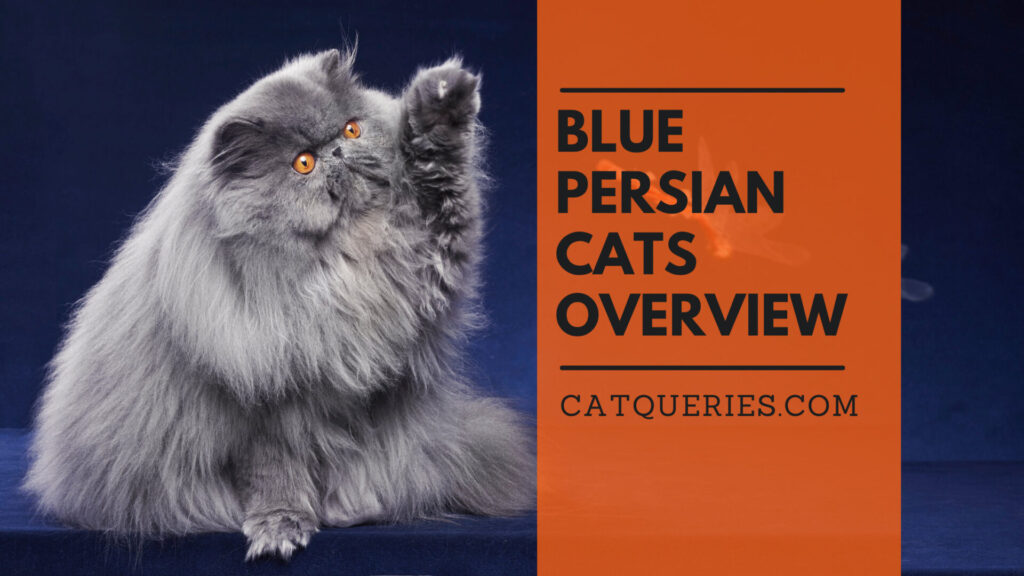 The Elegant and Sophisticated Personality of Blue Persian Cats