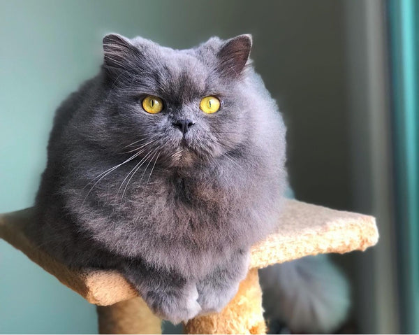 The Elegant and Sophisticated Personality of Blue Persian Cats