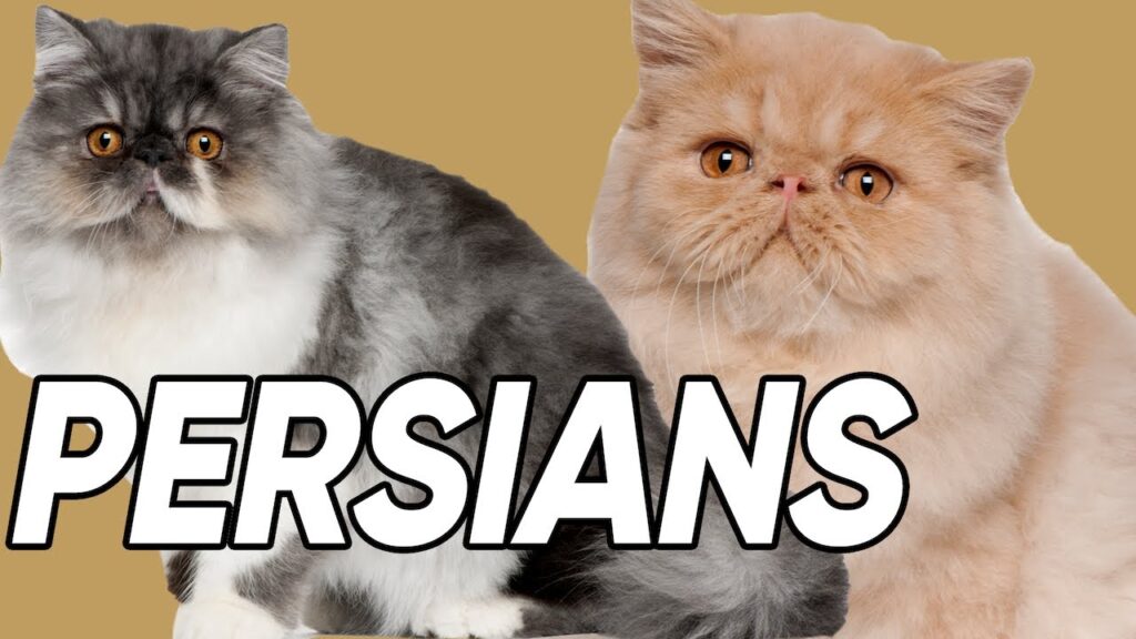 The Fascinating World of Persian Cat Shows