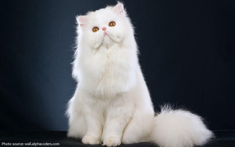 The Fascinating World of Persian Cat Shows