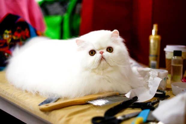 The Fascinating World of Persian Cat Shows