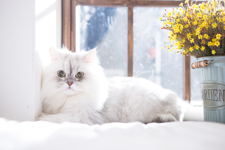 The Fascinating World of Persian Cat Shows