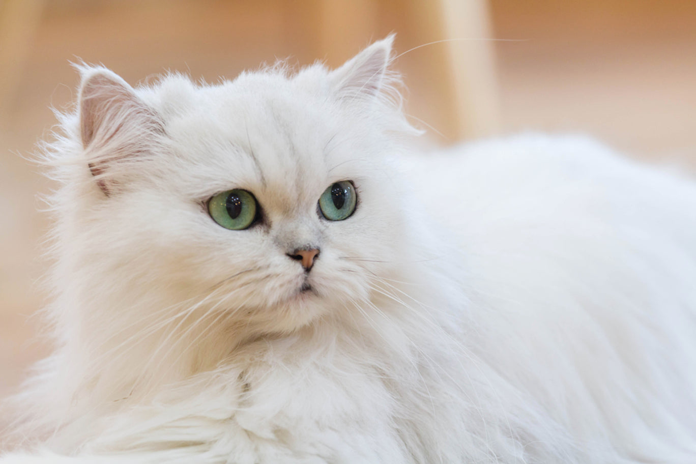 The Gentle and Loving Nature of Persian Cats