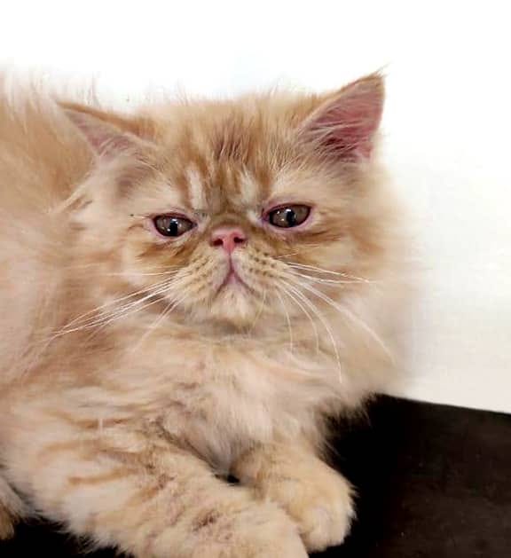 The Gentle and Loving Nature of Persian Cats