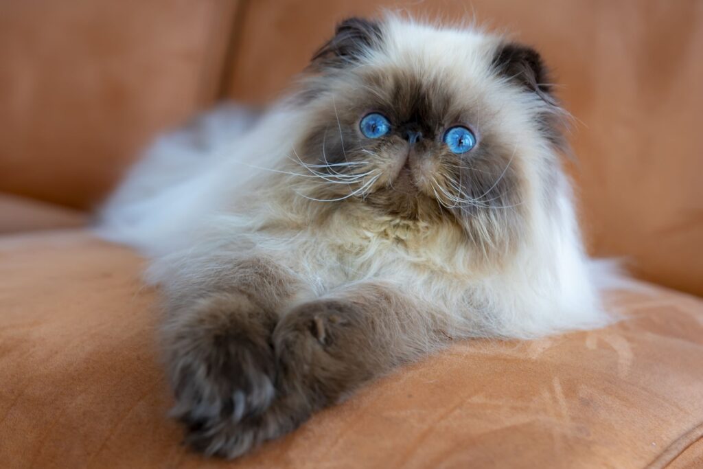 The Laid-Back and Relaxed Personality of Tabby Persian Cats