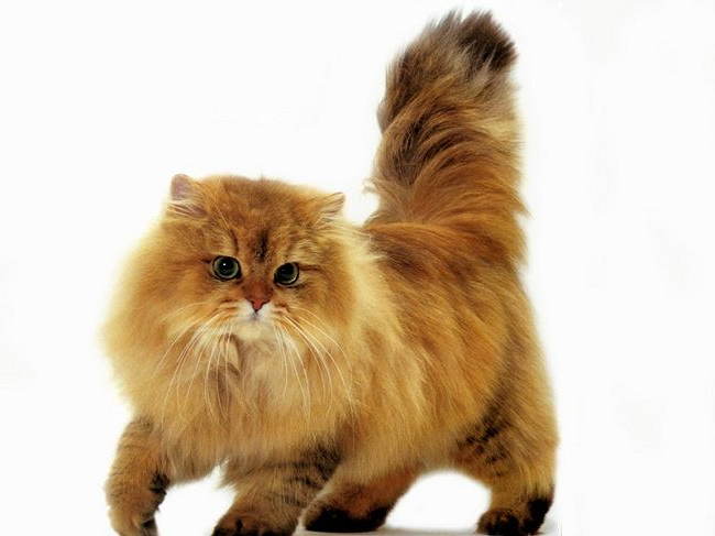 The Majestic Presence of Golden Persian Cats