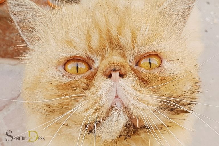 The Majestic Presence of Golden Persian Cats