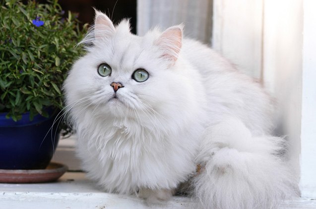 The Mysterious Nature of Chinchilla Persian Cats