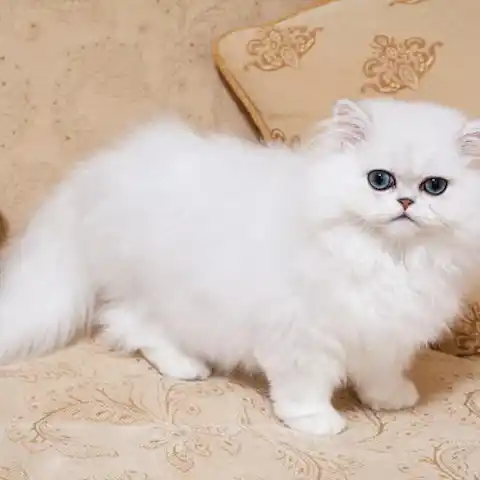 The Mysterious Nature of Chinchilla Persian Cats