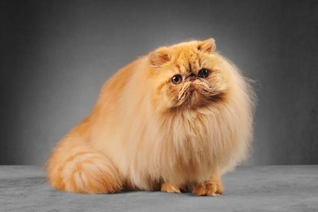 The Mysterious Nature of Chinchilla Persian Cats