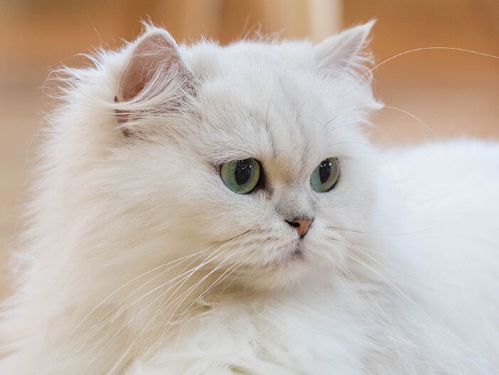 The Mysterious Nature of Chinchilla Persian Cats