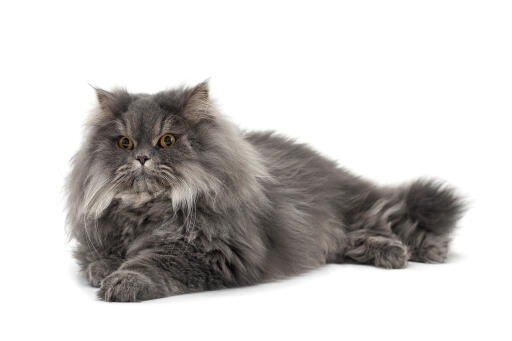 The Mythical Aura of Smoke Persian Cats