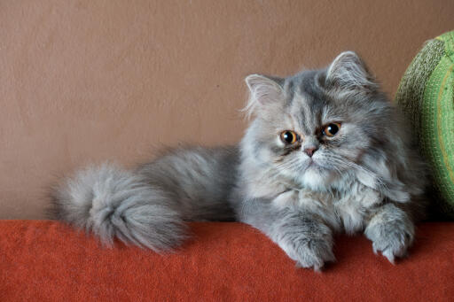 The Mythical Aura of Smoke Persian Cats