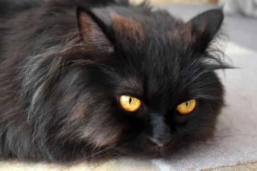 The Mythical Aura of Smoke Persian Cats