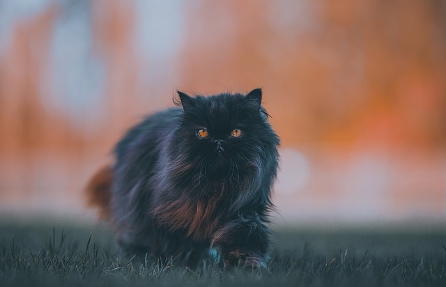 The Mythical Aura of Smoke Persian Cats