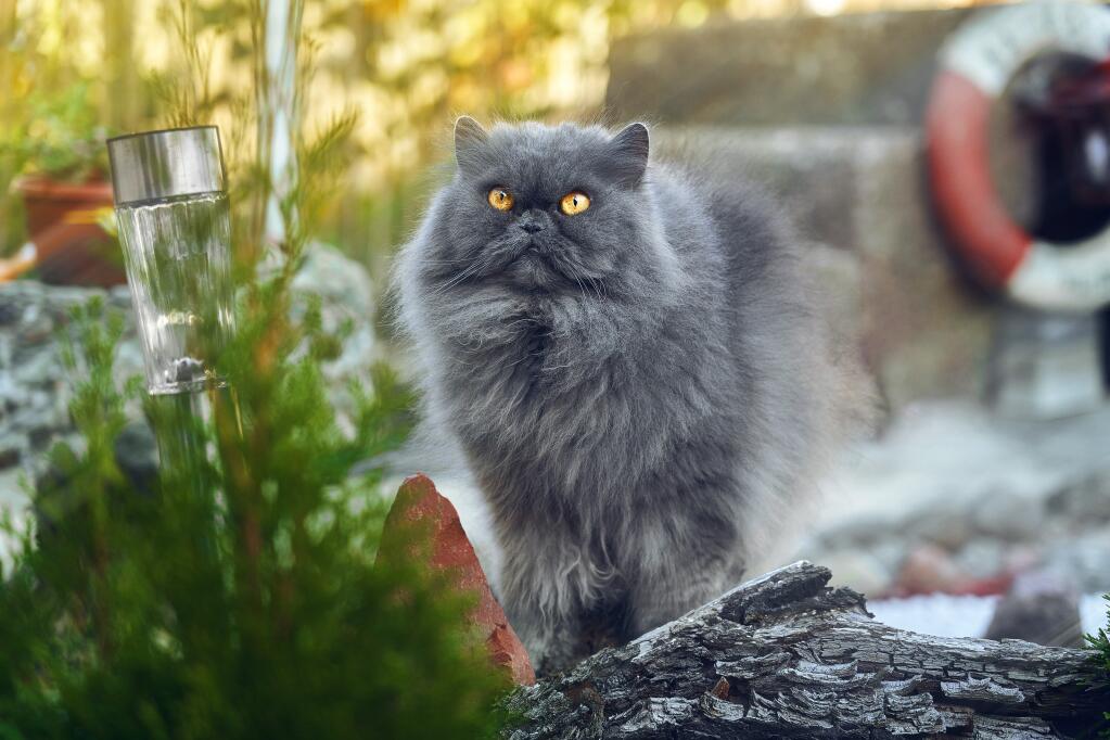 The Mythical Aura of Smoke Persian Cats