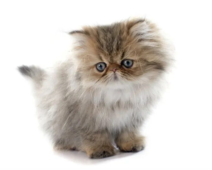 The Playful and Mischievous Nature of Persian Kittens