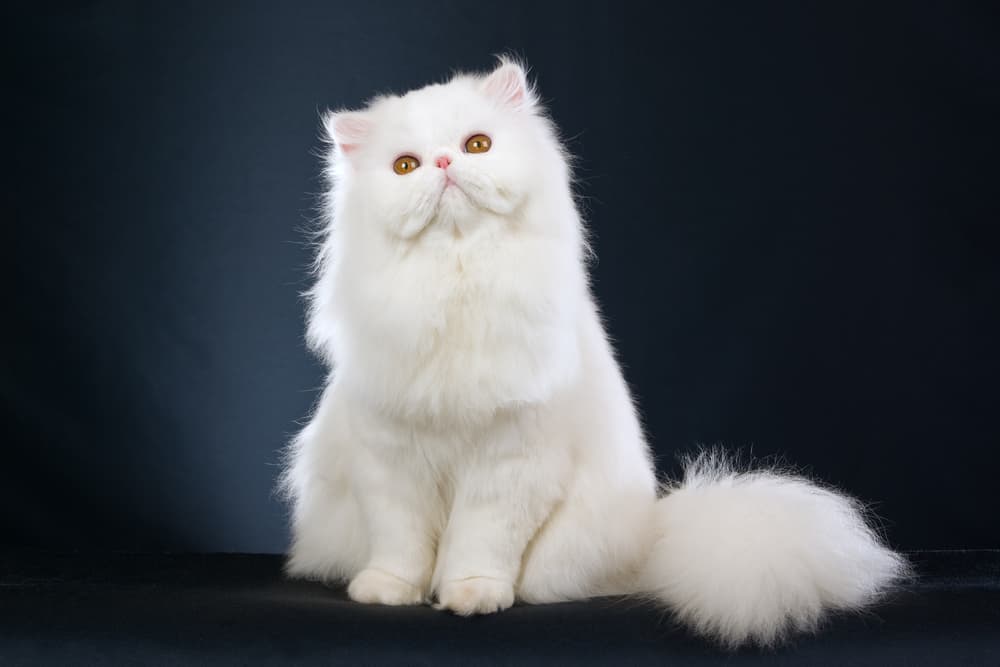 The Regal Demeanor of Persian Cats