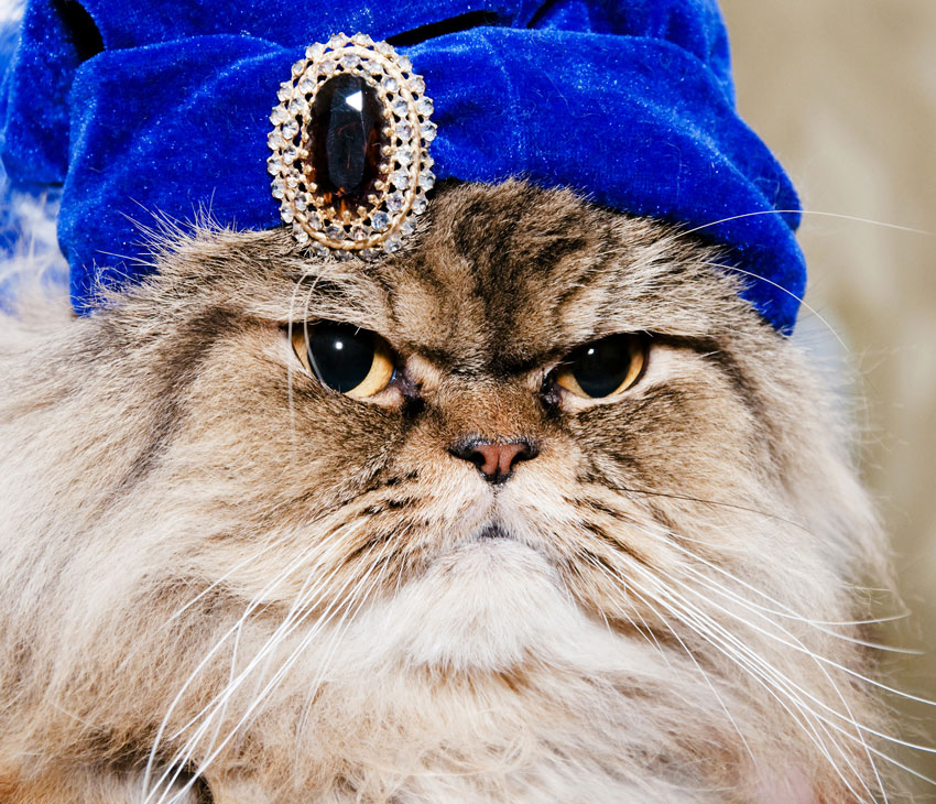 The Regal Demeanor of Persian Cats