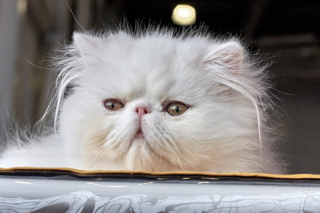 The Role of Exercise in the Life of a Persian Cat