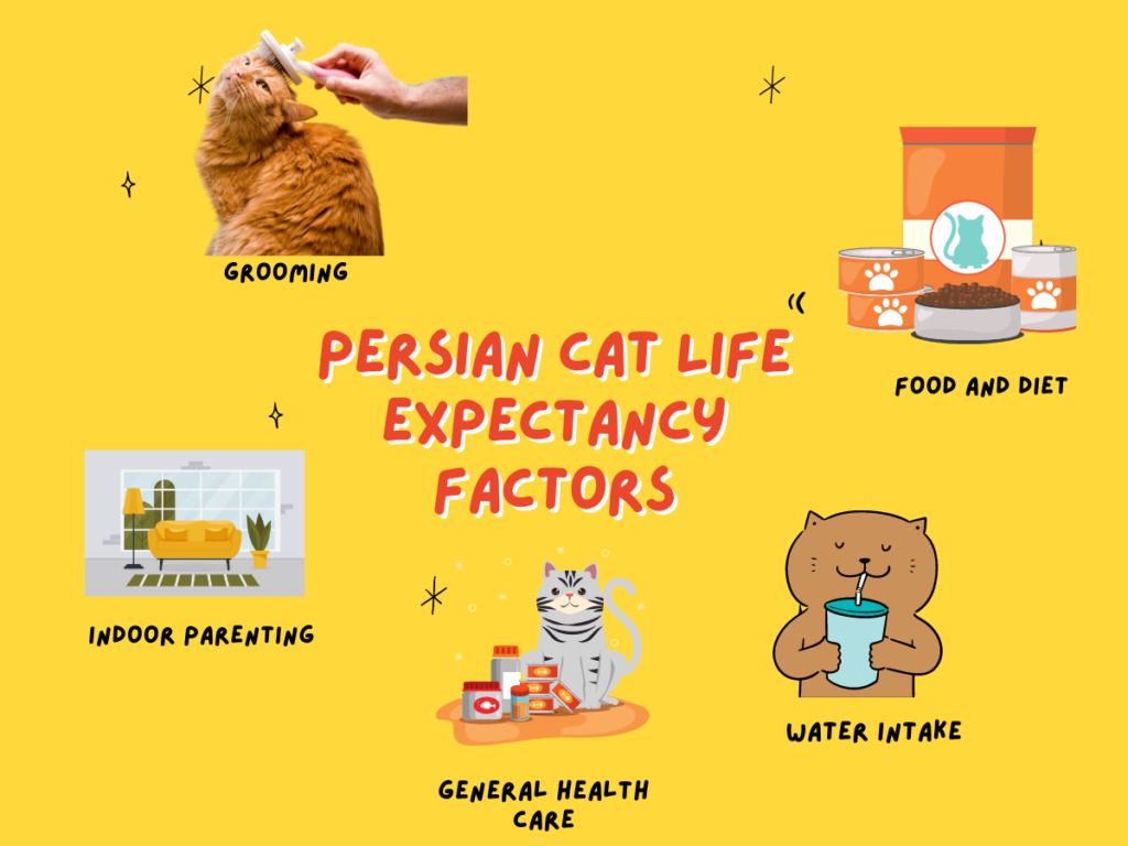 The Role of Exercise in the Life of a Persian Cat