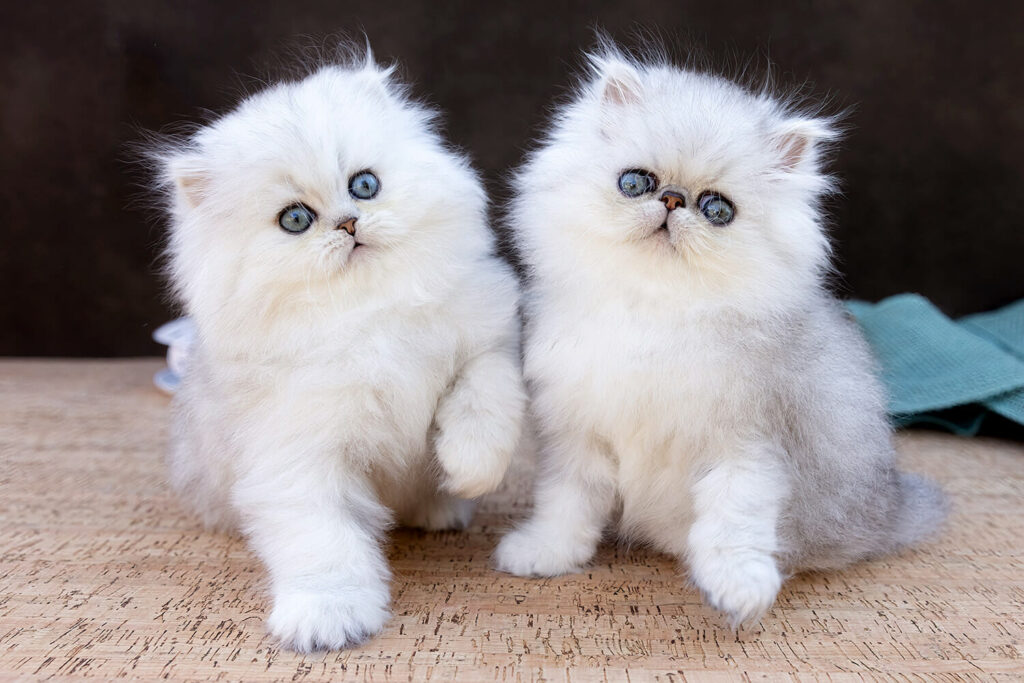 The Role of Genetics in Persian Cat Breeding