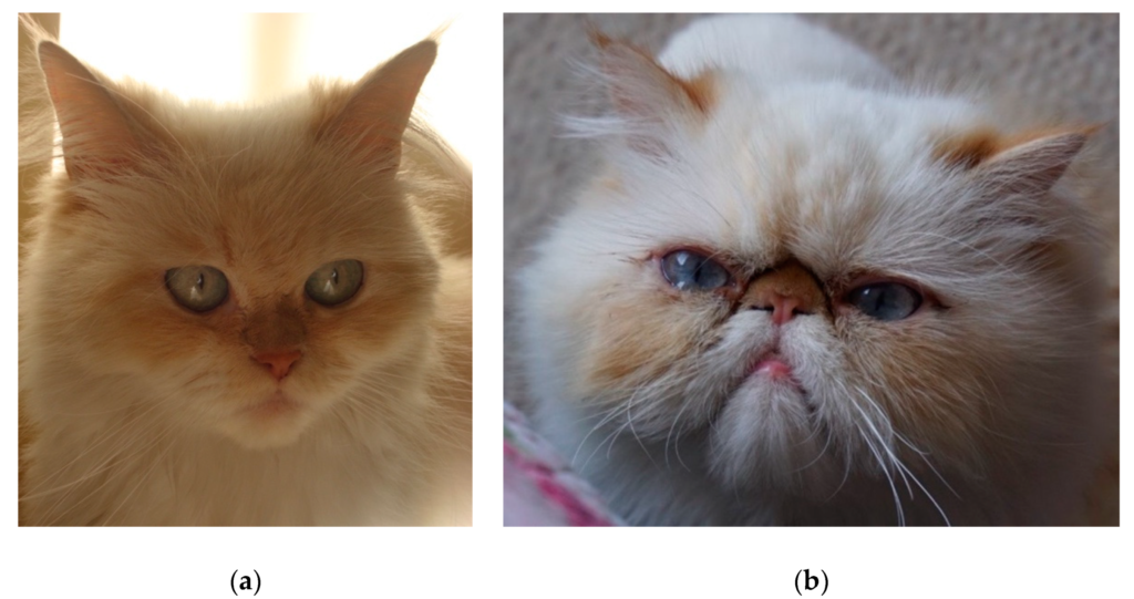 The Role of Genetics in Persian Cat Breeding