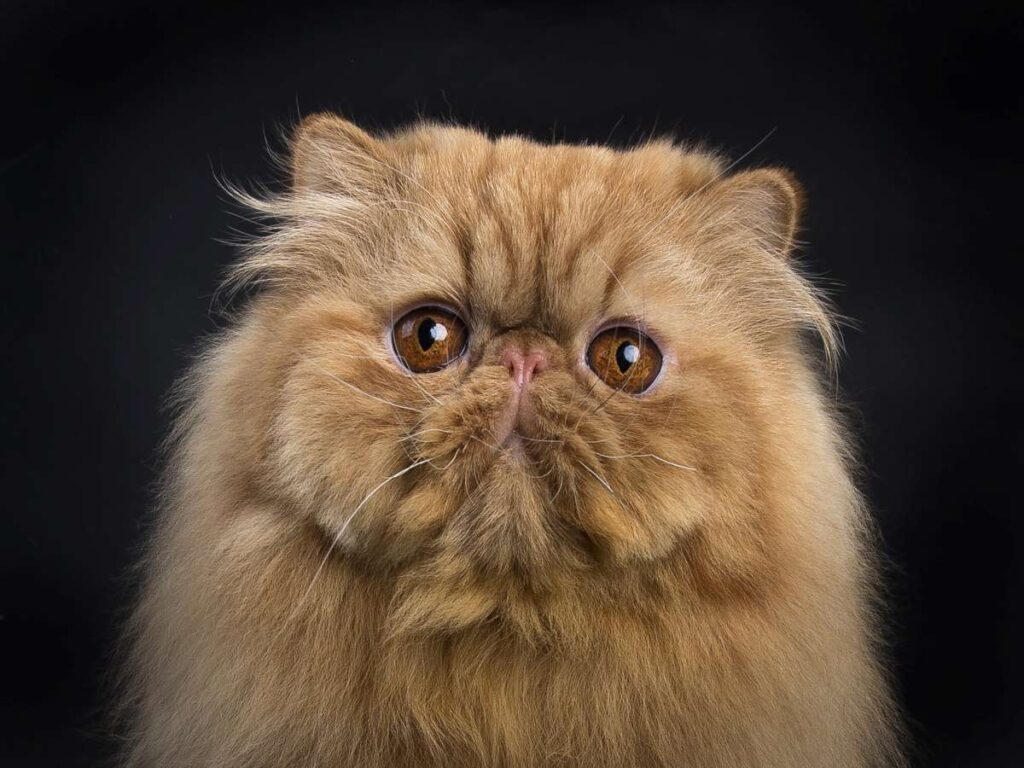 The Unique Facial Features of Persian Cats