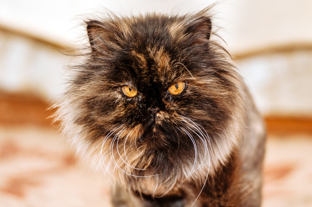 The Whiskers of Persian Cats: Function and Care