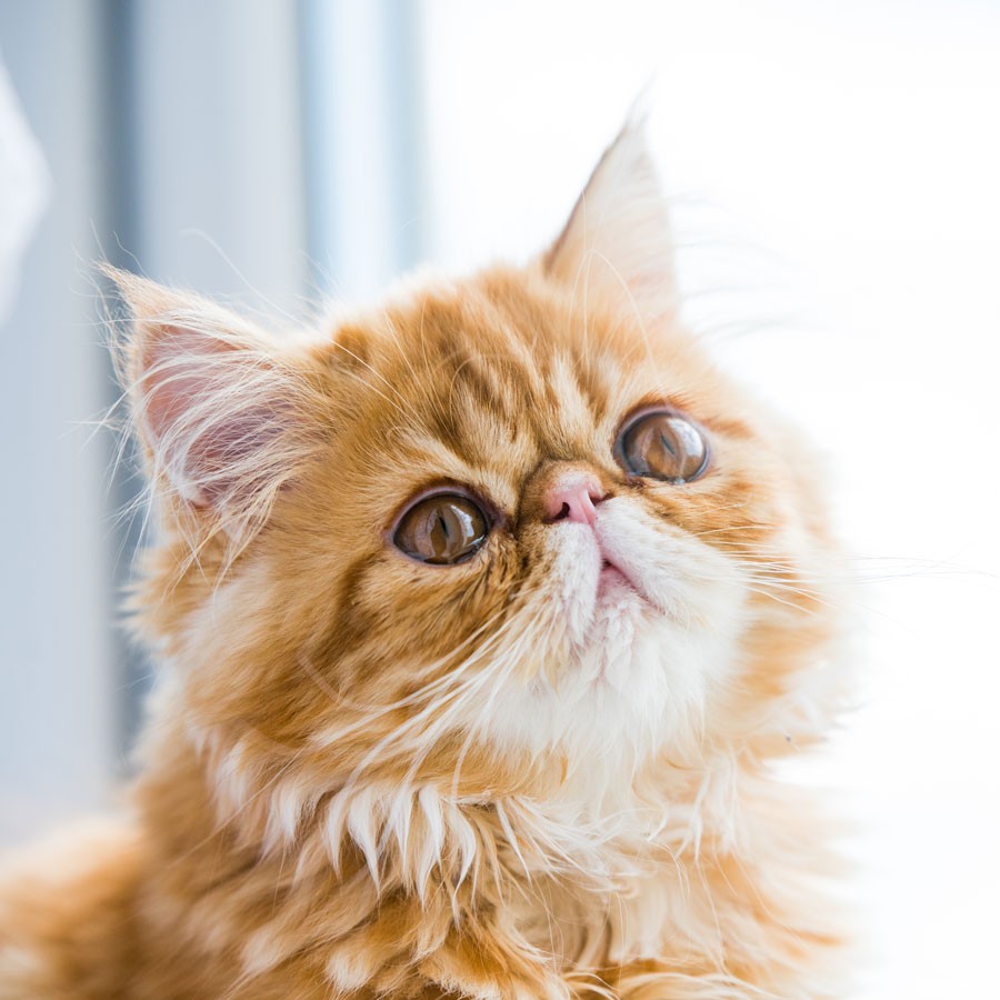 The Whiskers of Persian Cats: Function and Care