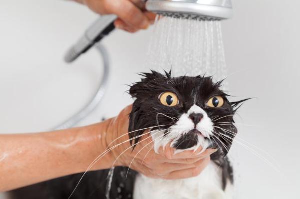 Tips for Bathing Your Persian Cat