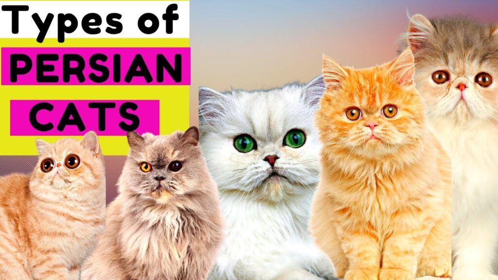 Understanding the Different Breeds of Persian Cats