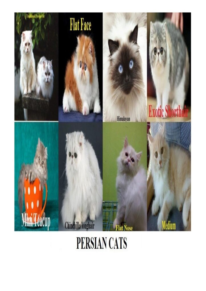 Understanding the Different Types of Persian Cat Coats