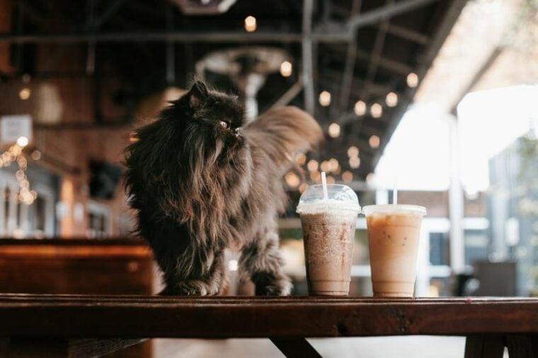 Visiting Persian Cat Cafés: A Unique Experience