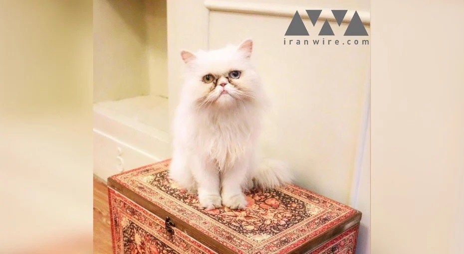 Visiting Persian Cat Cafés: A Unique Experience