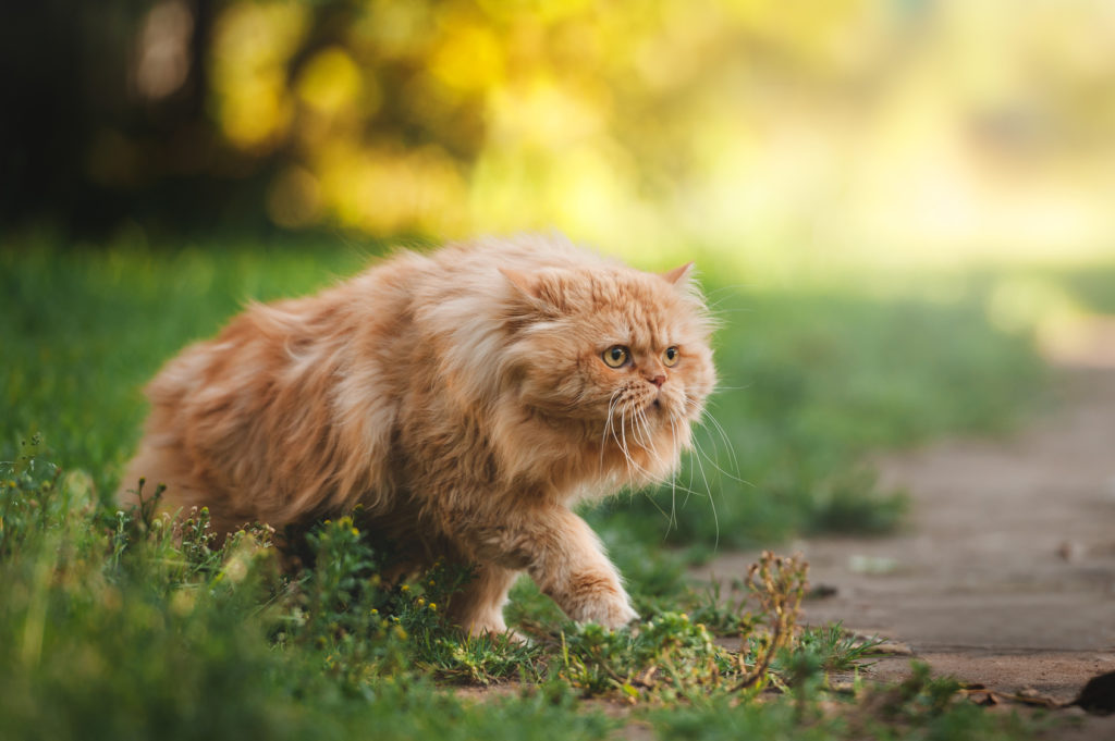 Exploring the History of Persian Cat Breeds