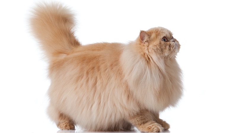 Persian Cats and Allergy-Friendly Breeds: Exploring Options