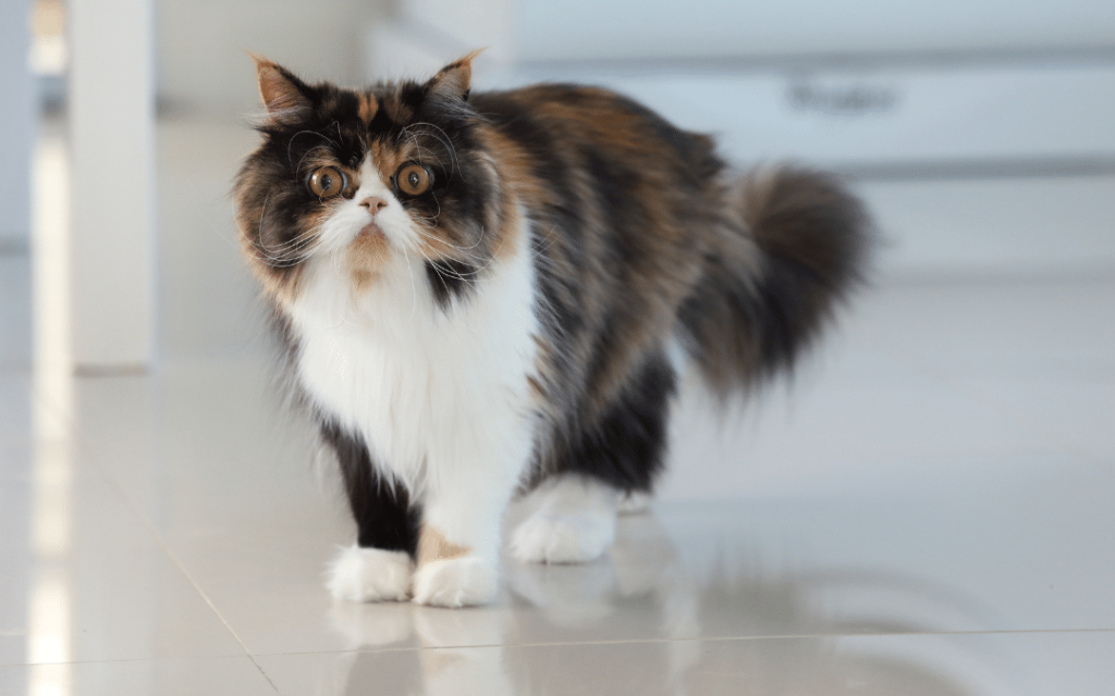 Persian Cats and Allergy-Friendly Breeds: Exploring Options