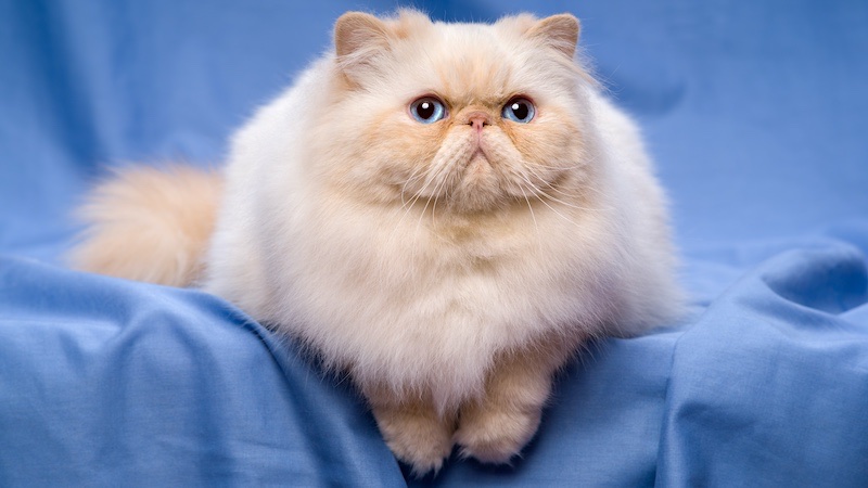 Persian Cats and Allergy-Friendly Breeds: Exploring Options